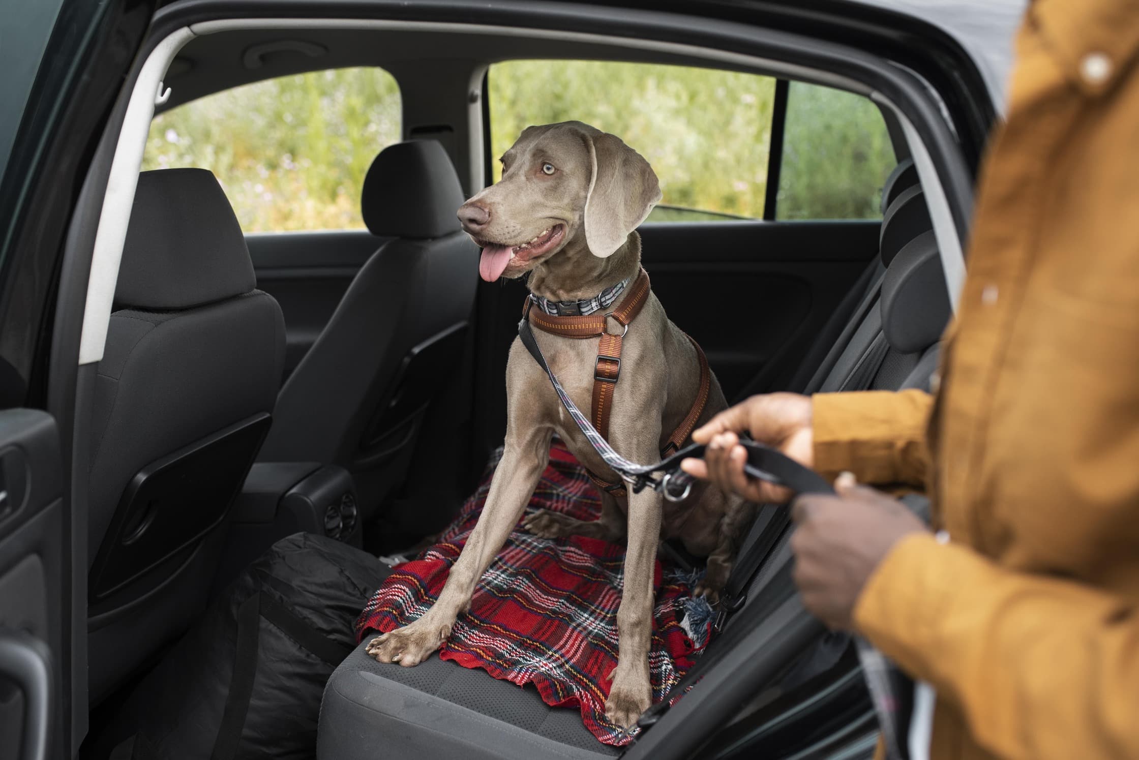 Como transportar o pet dentro do carro com segurança e sem levar multa